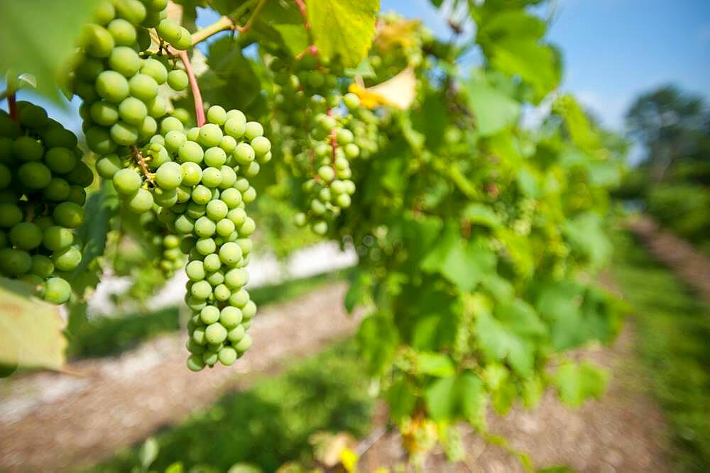 Green Grapes on vine