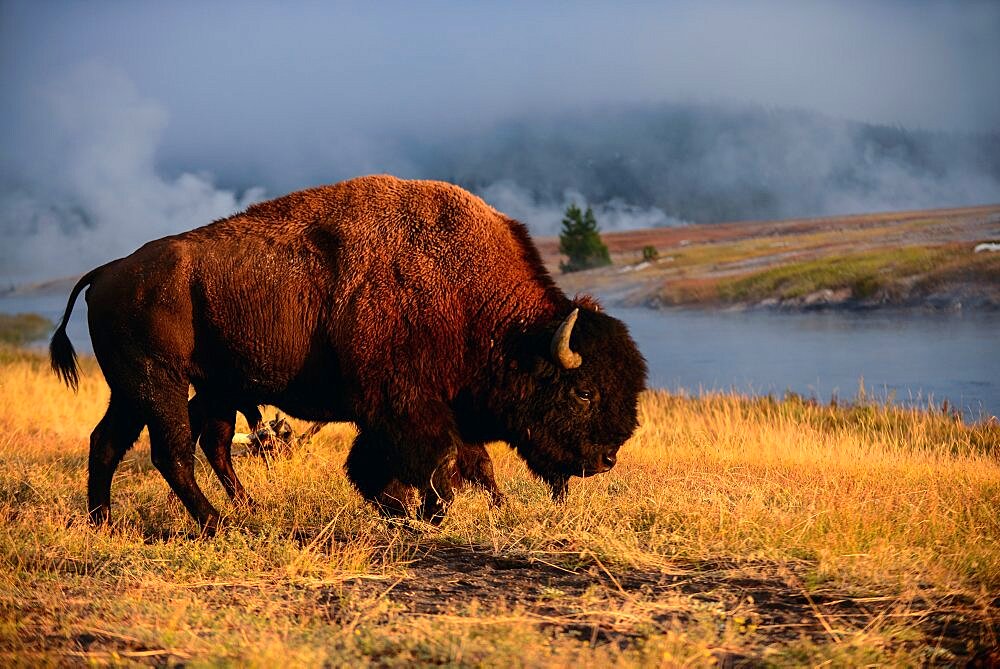 America Bison (Bison bison) in Yellowstone National Park, USA