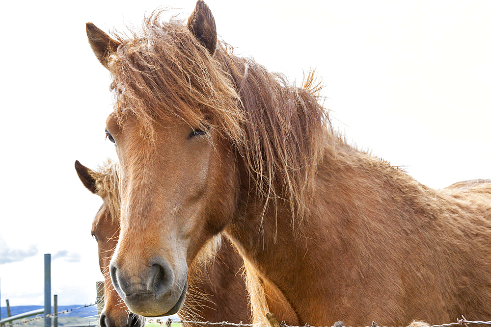 Icelandic horse, near Reykjavik, Iceland