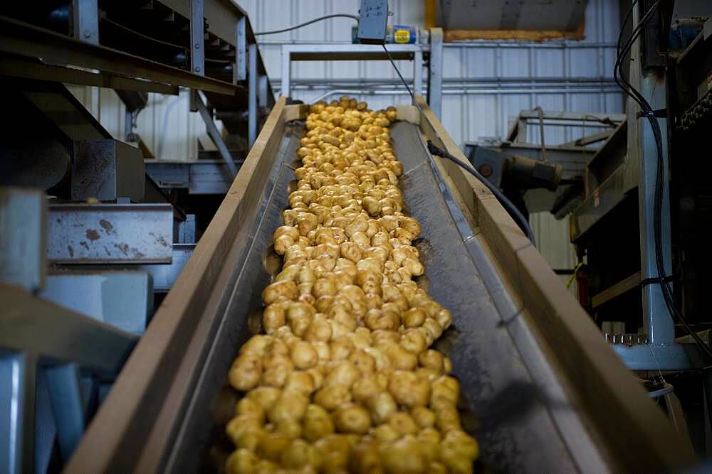 Potatoes on a potato farm