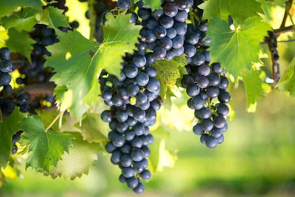 Dark colored wine grapes hanging in vineyard