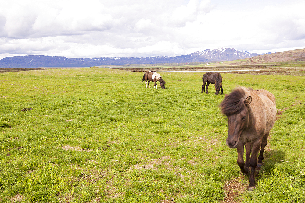 Icelandic horses grazing, near Reykjavik, Iceland