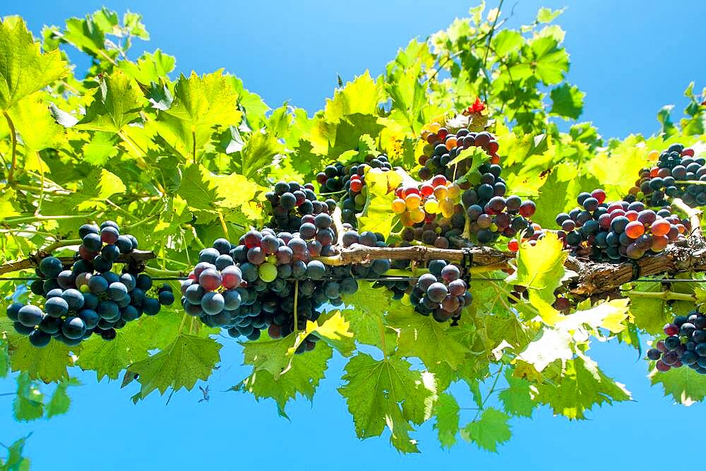 Grapes growing at vineyard