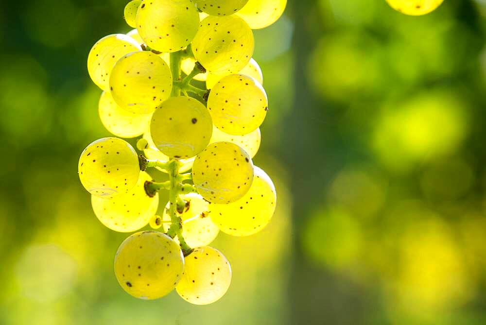 Close up of green grapes hanging in vineyard