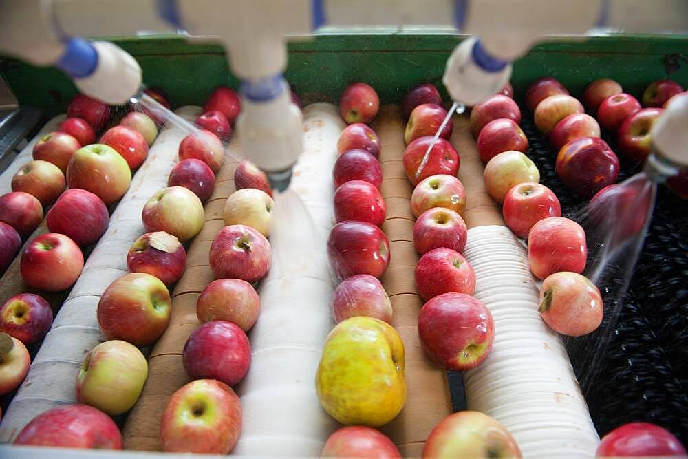 Apples, apple juice and cider press at a hard cider distillery