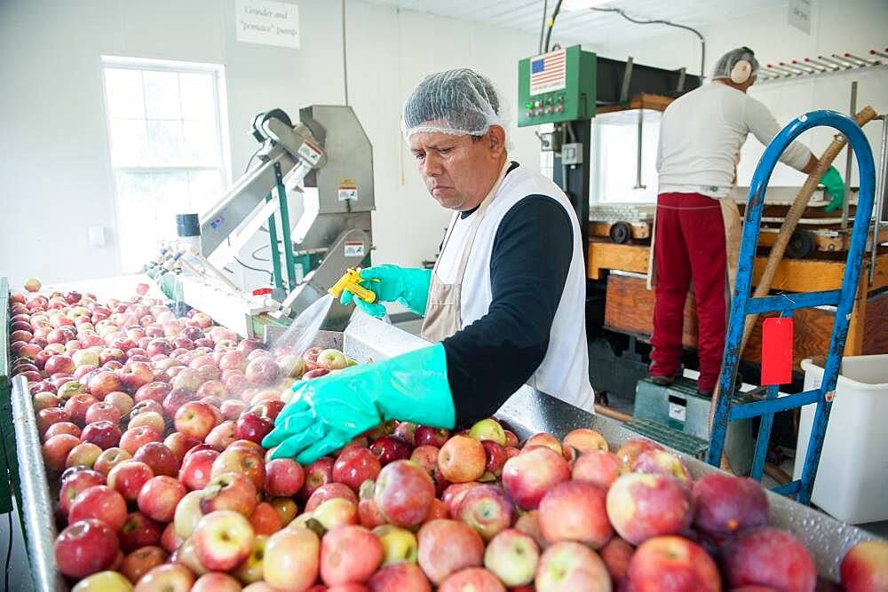 Apples, apple juice and cider press at a hard cider distillery