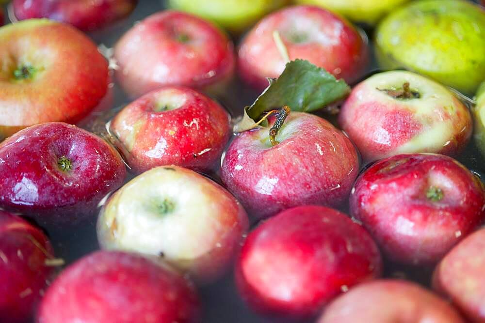 Apples, apple juice and cider press at a hard cider distillery