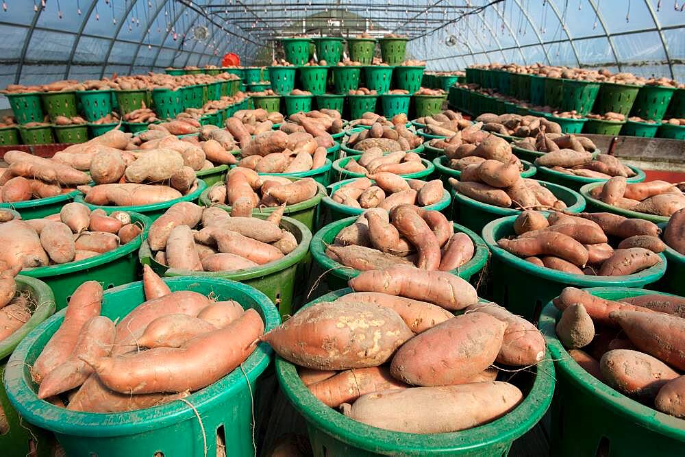 Baskets of vegetables on a farm, yams