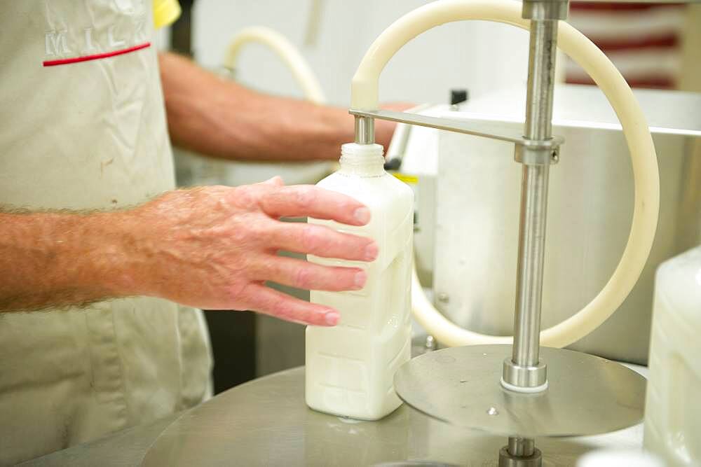 Man processing milk fresh from a cow on a dairy farm