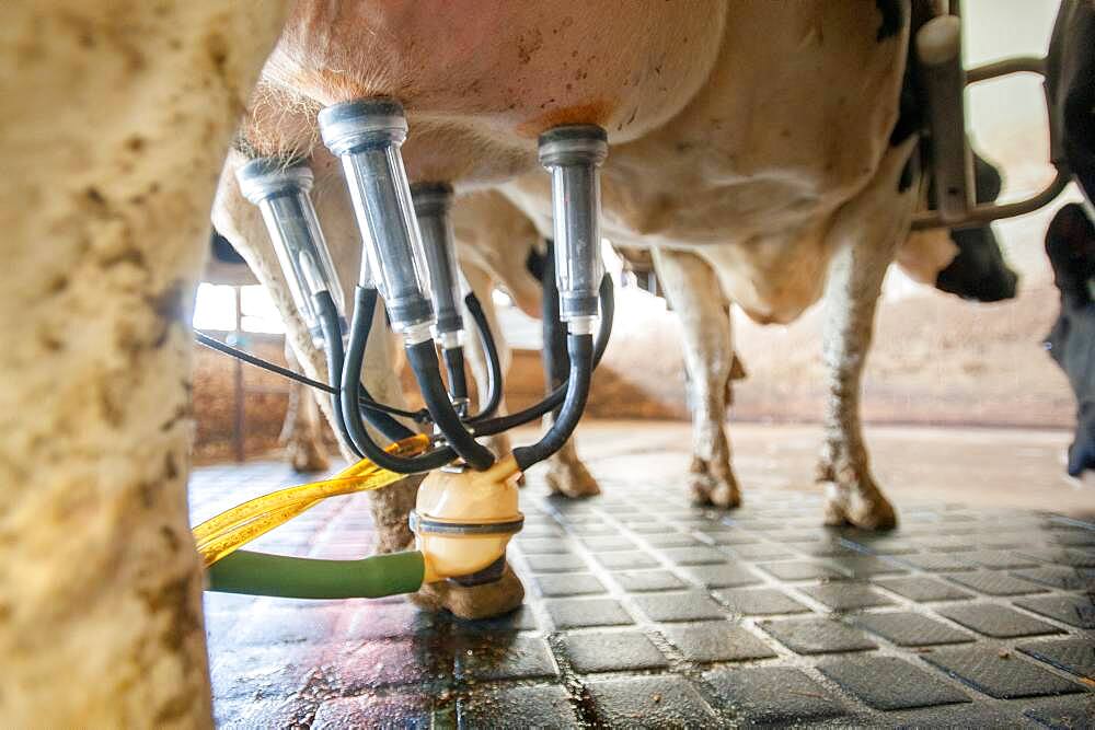 Close up of milking equipment attached to dairy cow in Ridgely, Maryland