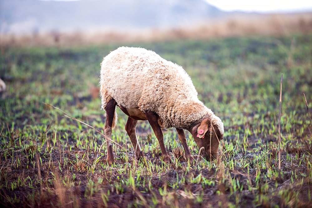 Sheep grazing in the Hhohho region of Swaziland, Africa.