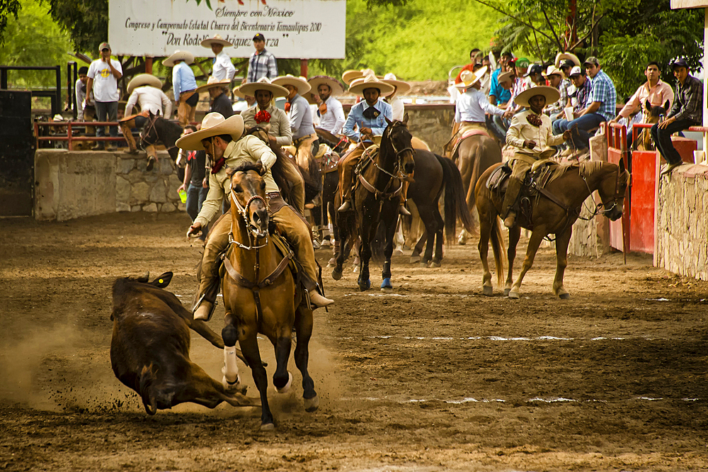 the charro rides alongside the left side of the bull, wraps its tail around his right leg, and tries to bring the bull down in a roll as he rides past it