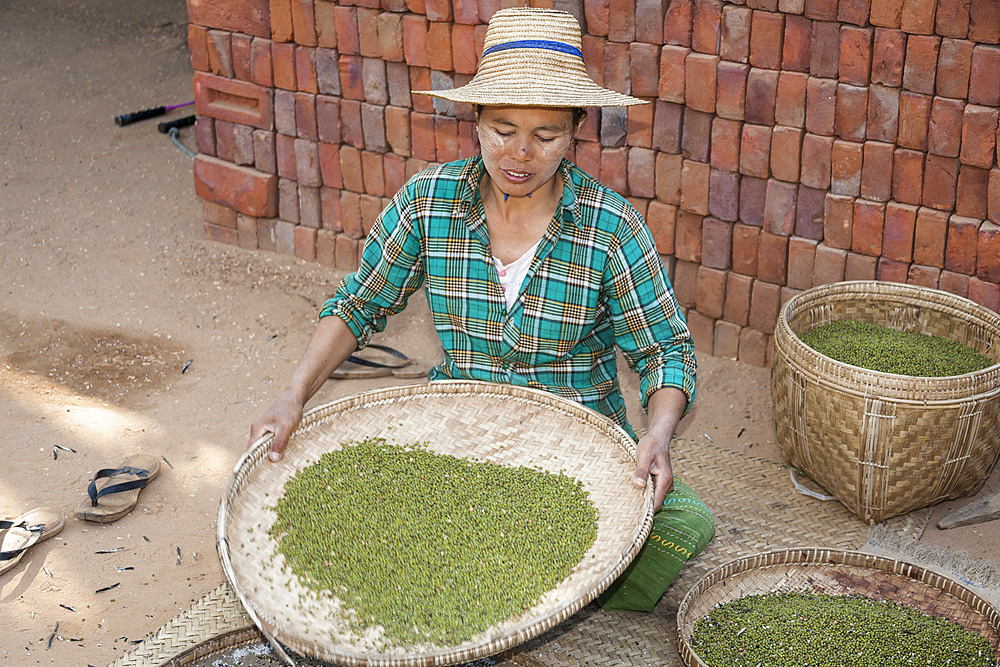 Woman sifting a crop, Minnanthu, Bagan, Myanmar, (Burma)