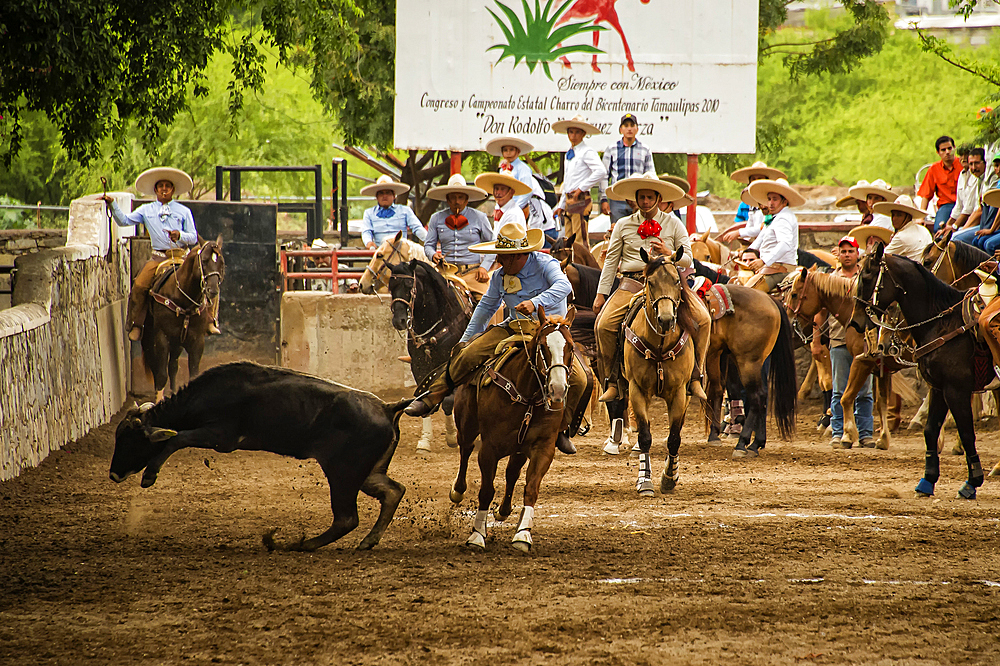 The charro rides alongside the left side of the bull, wraps its tail around his right leg, and tries to bring the bull down in a roll as he rides past it