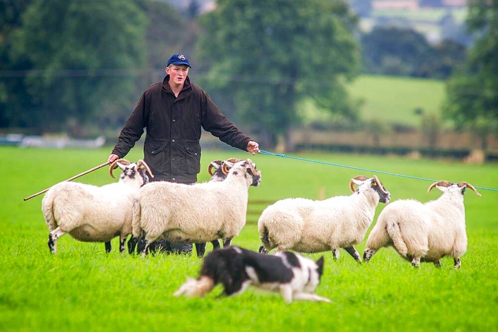 A shepherd and border collie herding sheep at the International Sheep Dog Trials in Moffat, Scotland, UK.