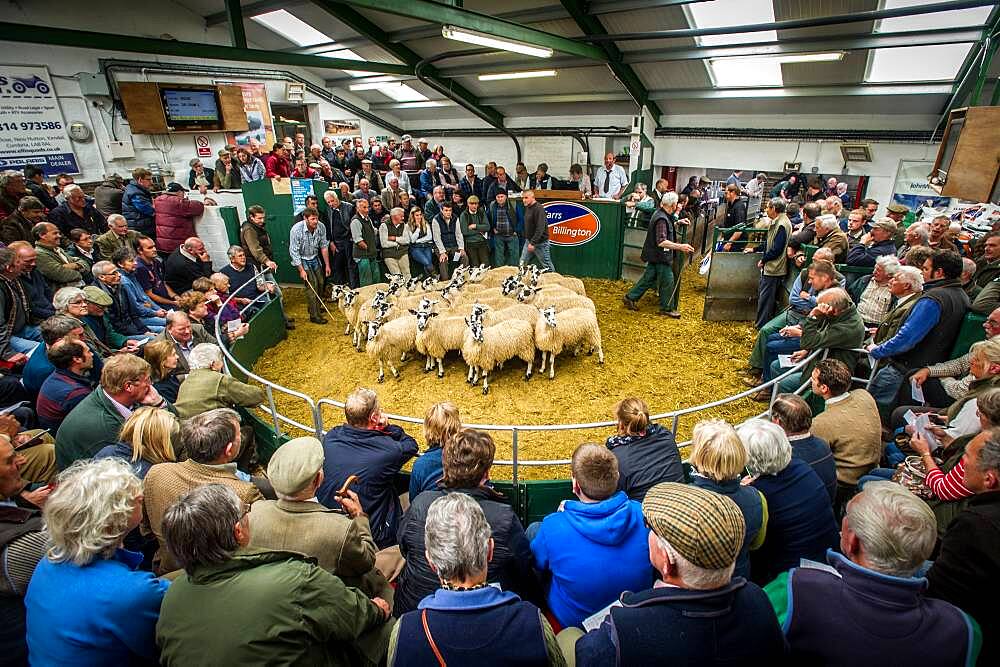 Mule Gimmer Lambs being sold at the Hawes Auction Mart in Yorkshire, England.