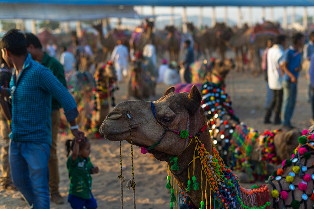 Pushkar Fair is the annual five-day camel and livestock fair, held in the town of Pushkar in the state of Rajasthan, India,