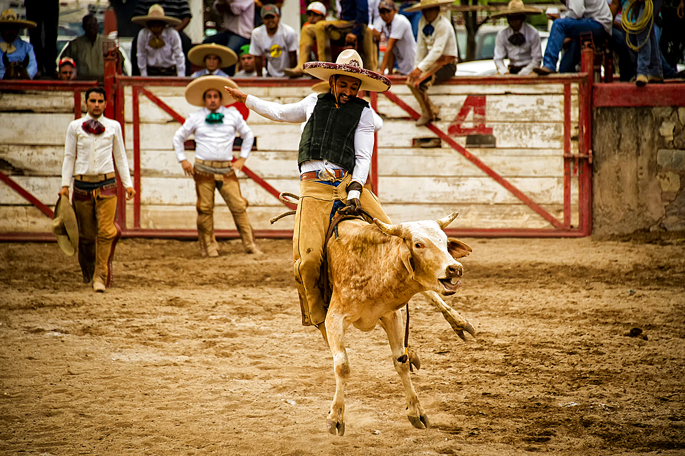 A charro rides a bull unitl it stop bucking,