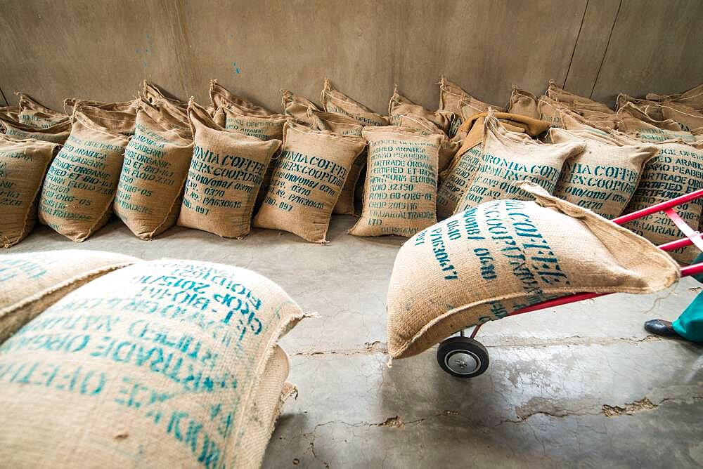 Addis Ababa, Ethiopia - Ethiopian worker carting hundreds of bags of arabica coffee beans read for export at Oromia Coffee Farmers Cooperative.