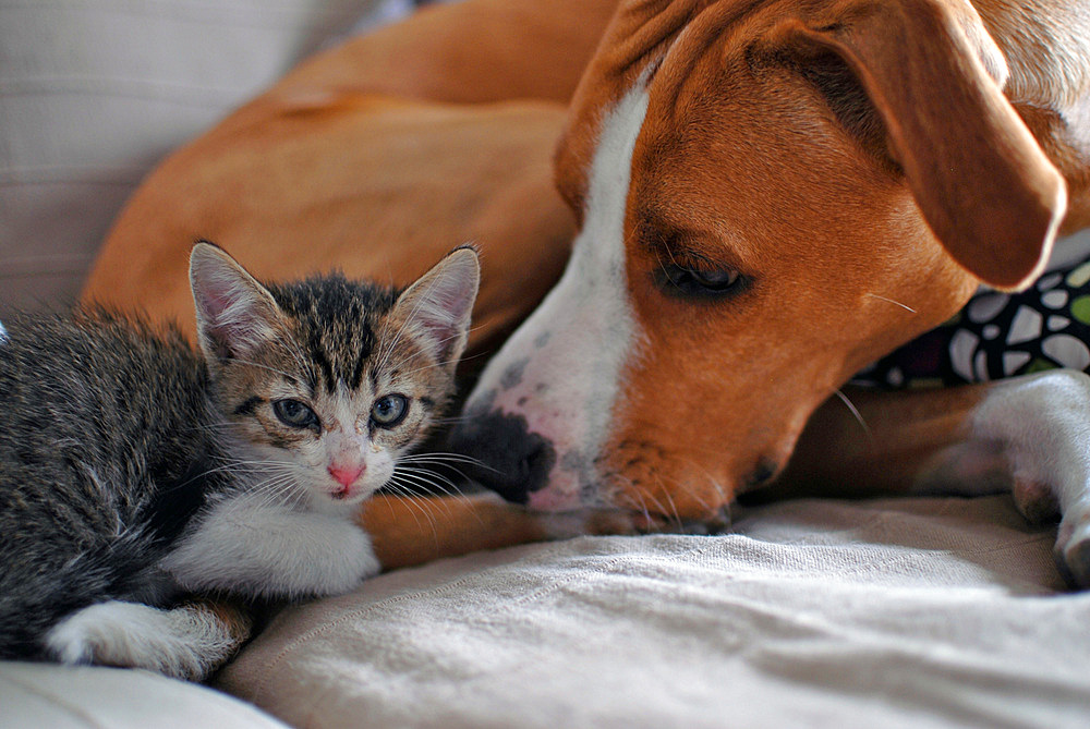 Few weeks old kitten interacting with dog