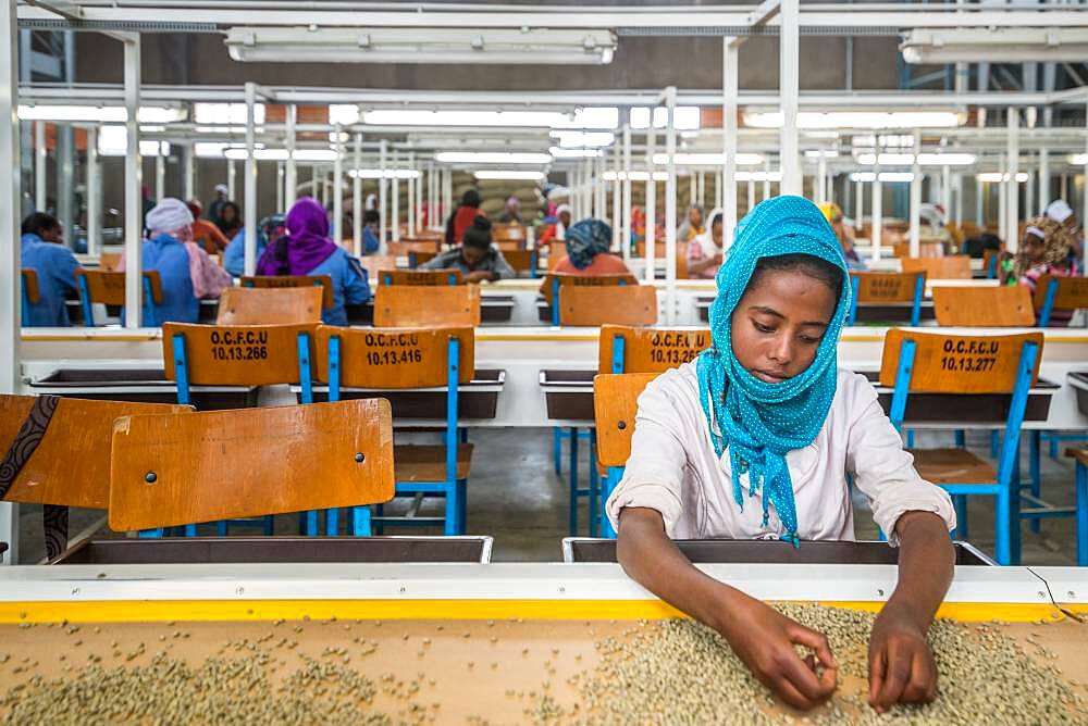 Addis Ababa, Ethiopia - Ethiopian female workers sorting arabica coffee beans to export at Oromia Coffee Farmers Cooperative.