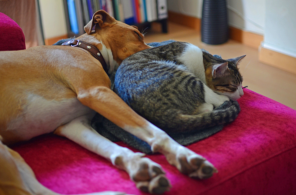 Dog and cat sleep together on sofa