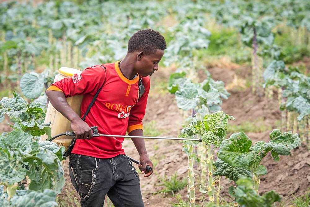 Meki Batu, Ethiopia - Young male worker spraying pesticides on kale plants at the Fruit and Vegetable Growers Cooperative in Meki Batu.