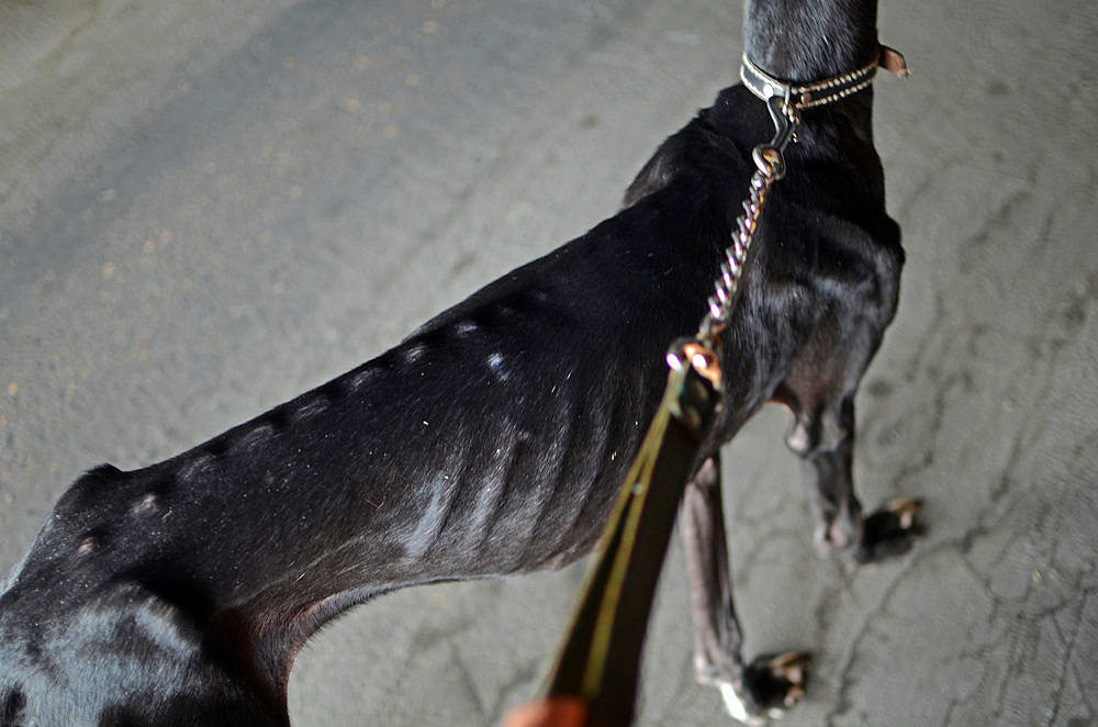 Rescued black Spanish Greyhound starts a new life, after being abandoned by a hunter, in a state of advanced malnutrition