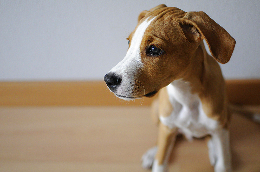 Portrait of Ronnie, a cute 3 months old puppy