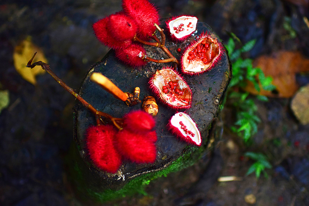 Achiote or Bixa orellana, used for different purposes, A day with the Bribri, indigenous people in Lim?n Province of Costa Rica,