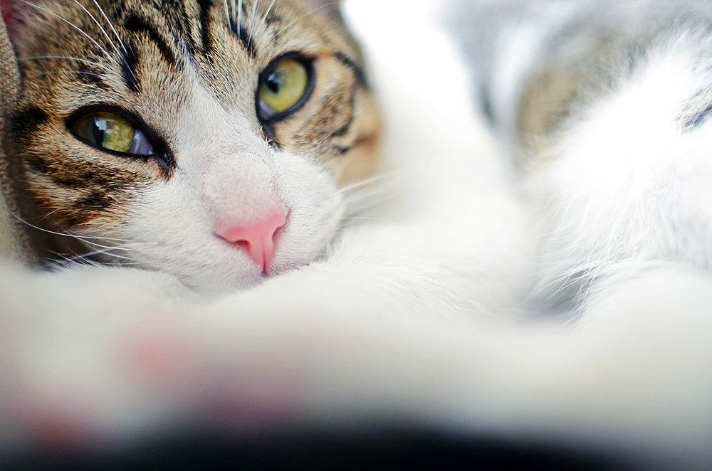 Cute kitten at home