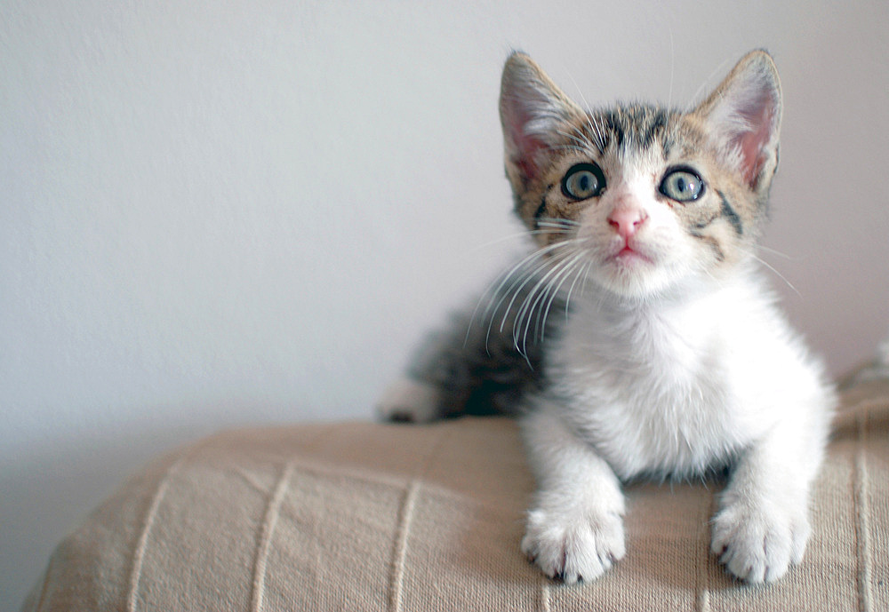 Few Weeks Old Kitten at Home