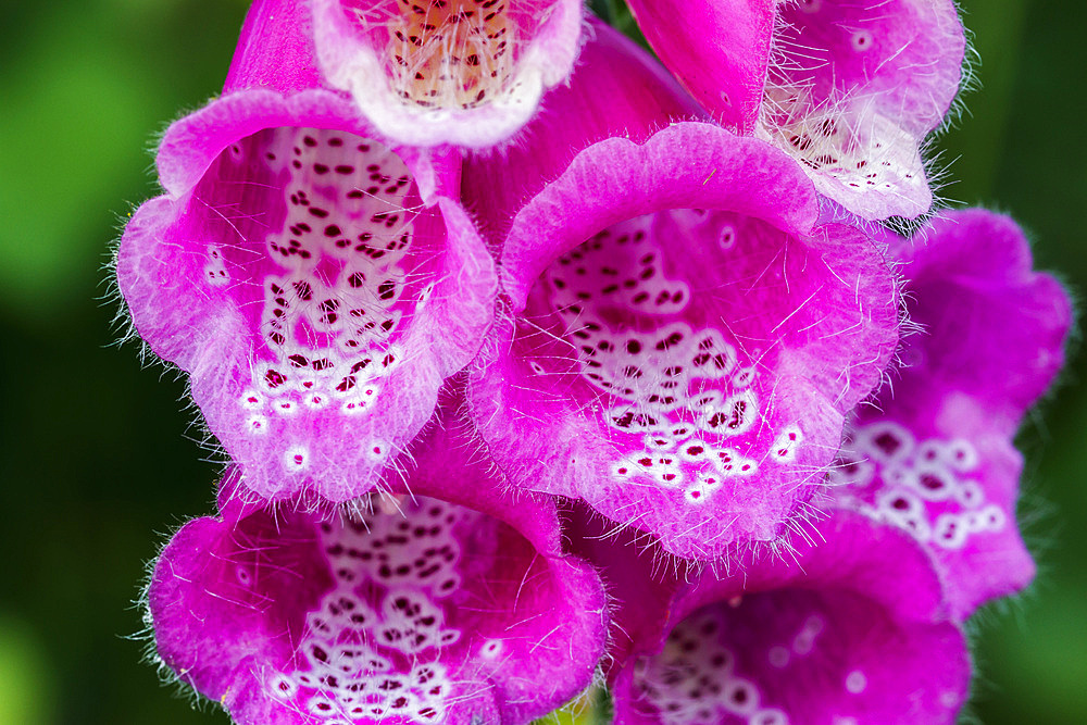 foxglove, common foxglove, purple foxglove or lady's glove (Digitalis purpurea). Collados del Ason Natural Park. Cantabria, Spain, Europe