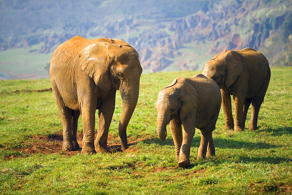 African Bush Elephant (Loxodonta africana).
Park of the Nature of Cabarceno. Cabarceno, Cantabria, Spain.