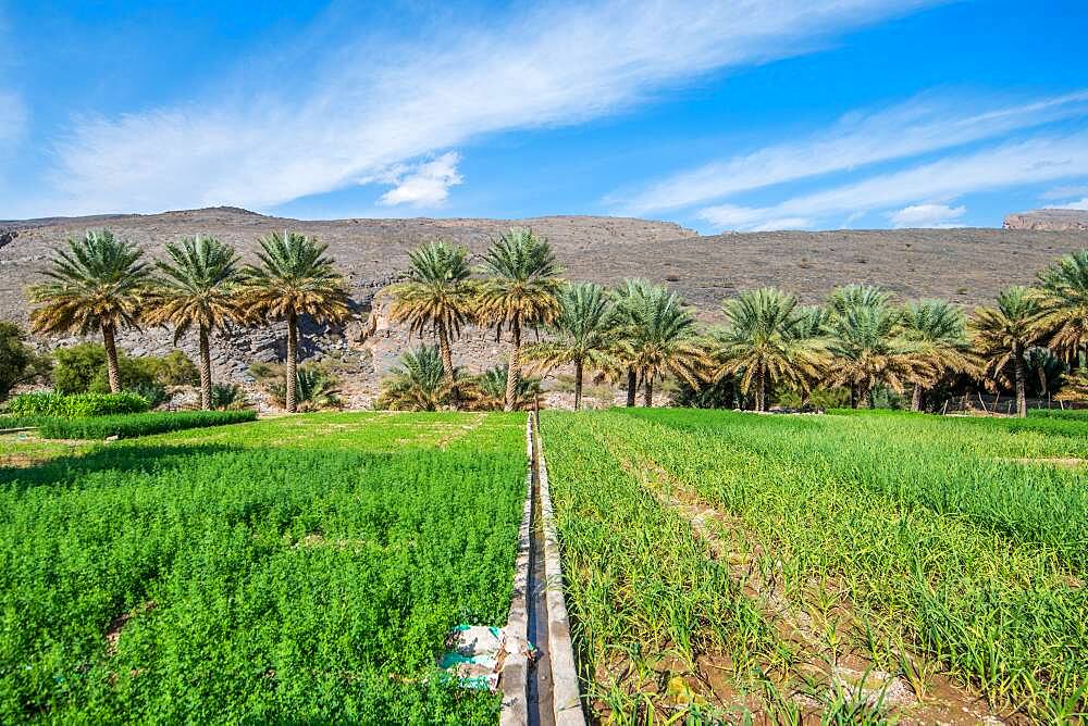 Oman; Wadi Ghul, Date farm