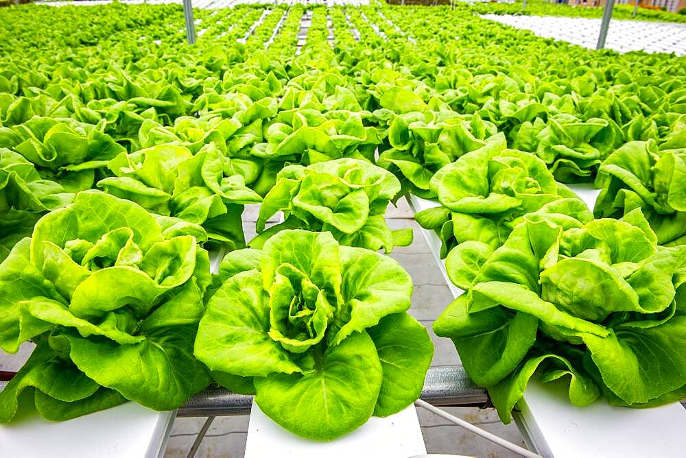 Close up on crisp Bibb lettuce that is being grown hydroponically, Salisbury, Maryland