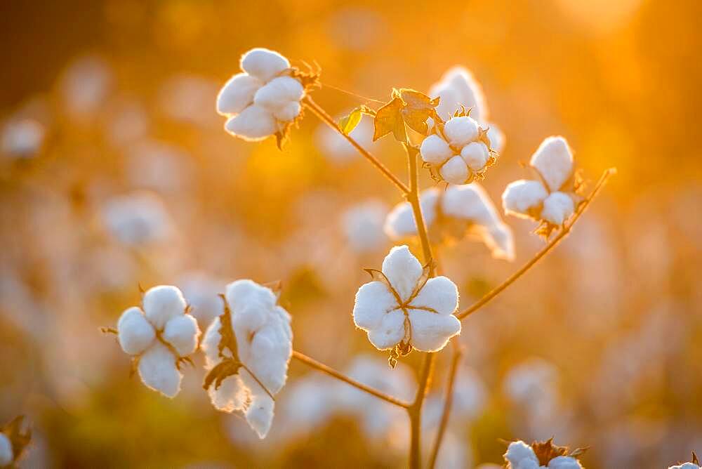 Warm sunlight showers down on soft and ripe cotton bolls, Tifton, Georgia.