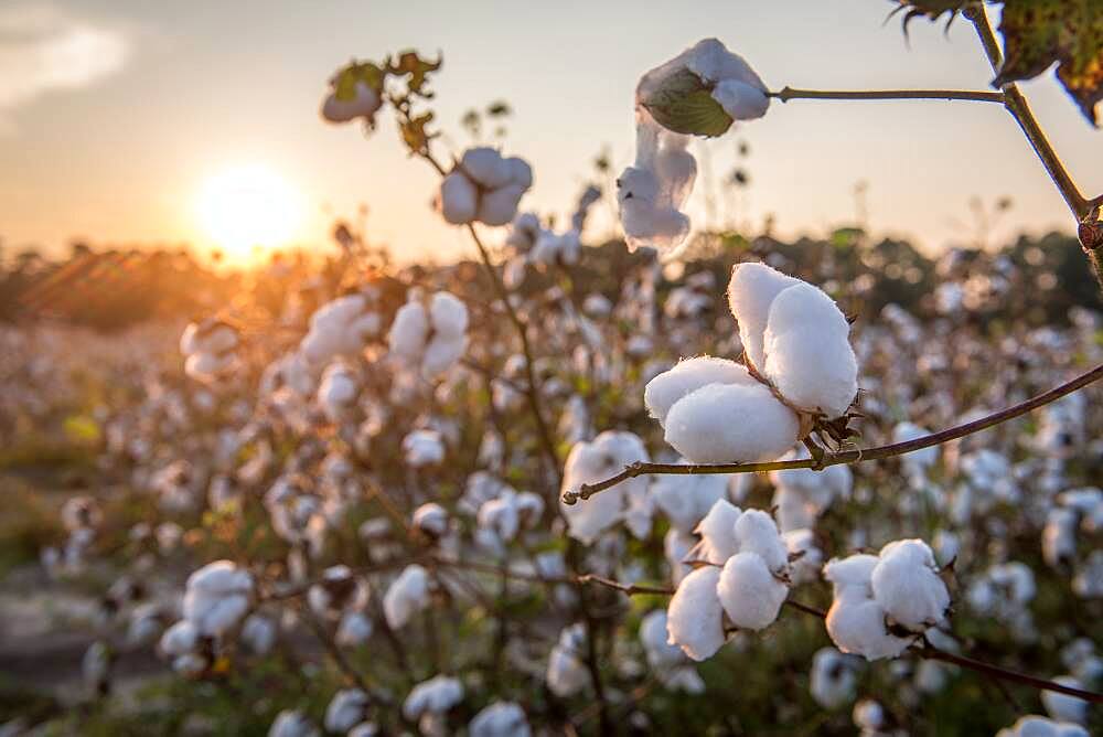 Sunsets in the background of bountiful cotton field in Tifton, Georgia