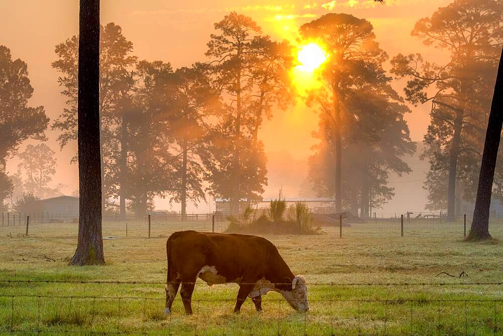 Steer eating grass in foggy field as the early morning sun radiates out from behind a line of tall trees, Tifton, Georgia.