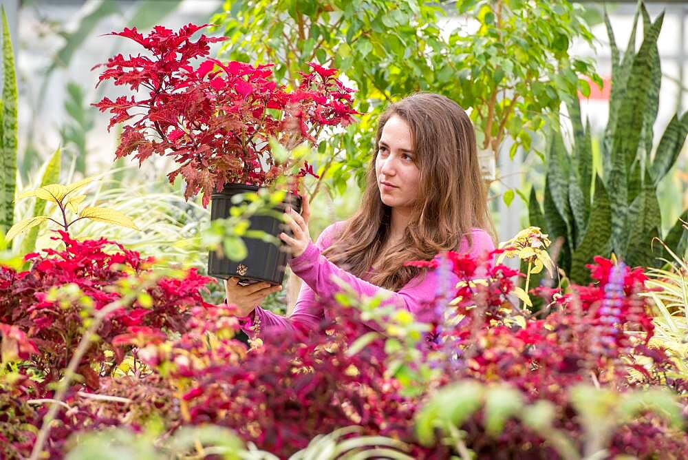 Young adult female holds up shrub plant to observe its red leaves inside greenhouse, College Park, Maryland.