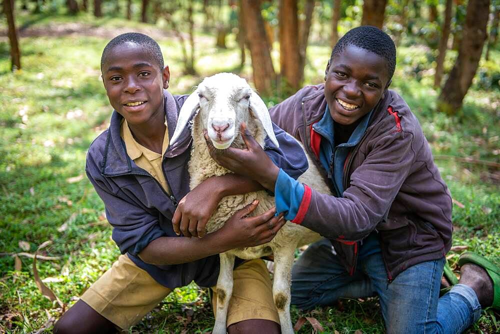 Boys holding onto sheep together and smiling, Kinigi, Rwanda