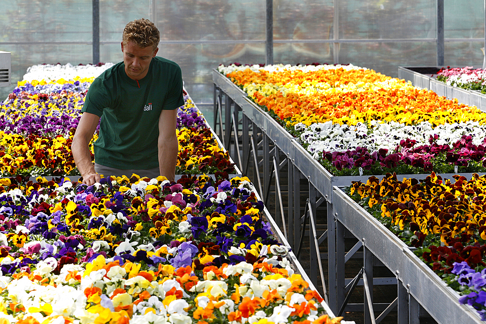 germination of seeds in glasshouses