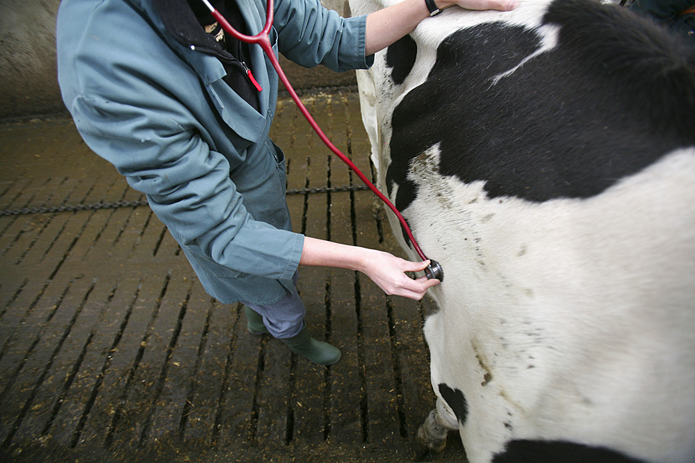 veterinarian at work at a farm