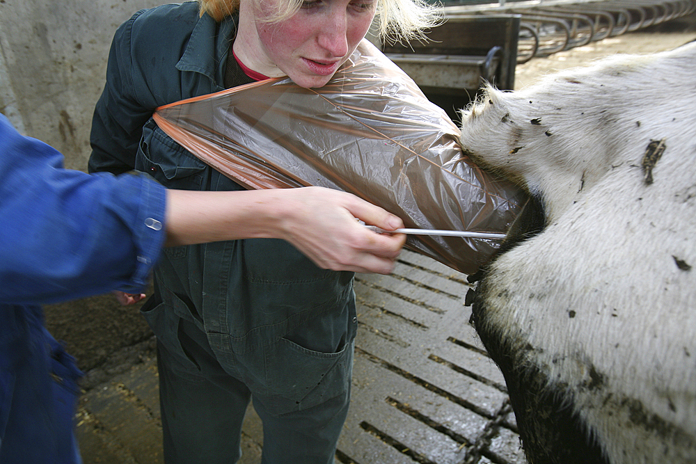 veterinarian at work at a farm