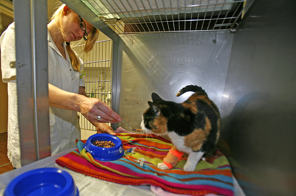 animal doctor at work in her clinic.