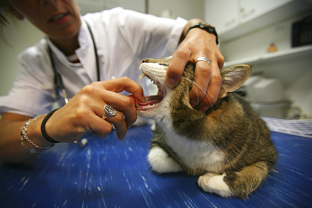 animal doctor at work in her clinic.