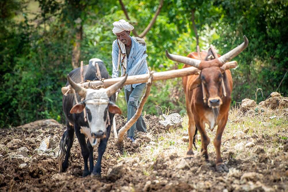 An Ethiopian farmer uses a cattle drawn plough to tend to his fields, Debre Berhan, Ethiopia.