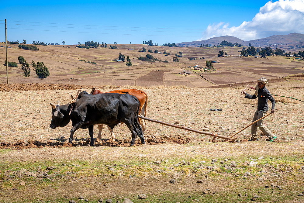 An Ethiopian farmer uses a cattle drawn plough to tend to his fields, Debre Berhan, Ethiopia.