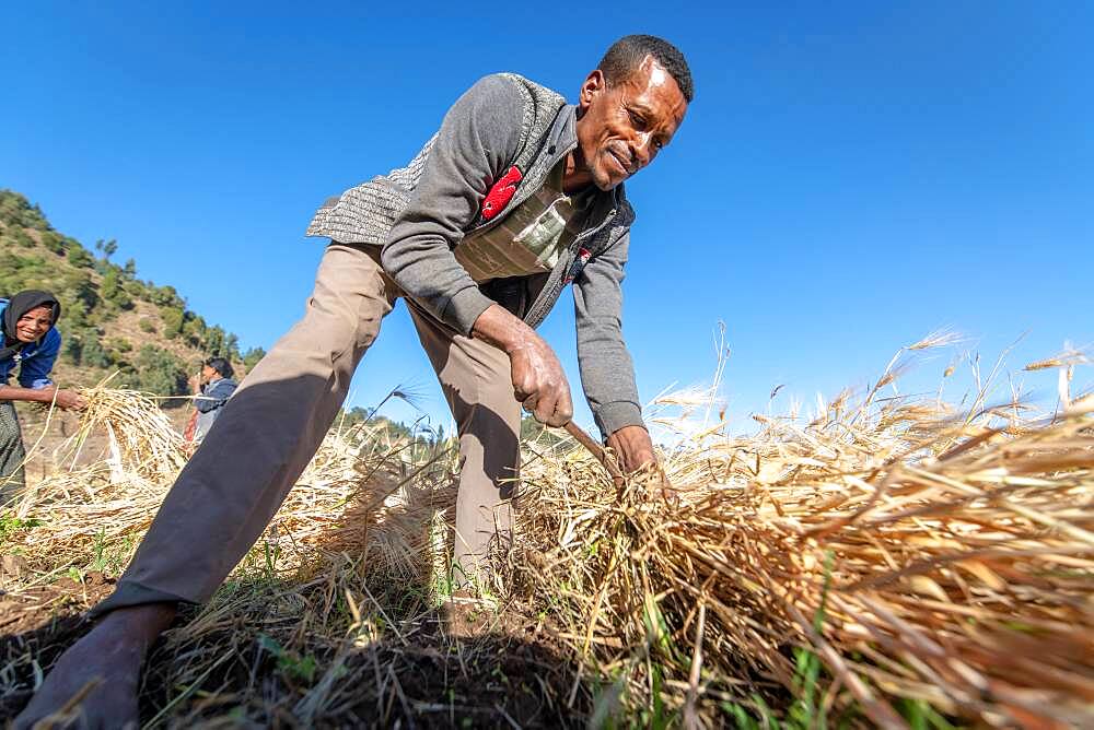 A man harvesting barley near Ankober, Ethiopia.