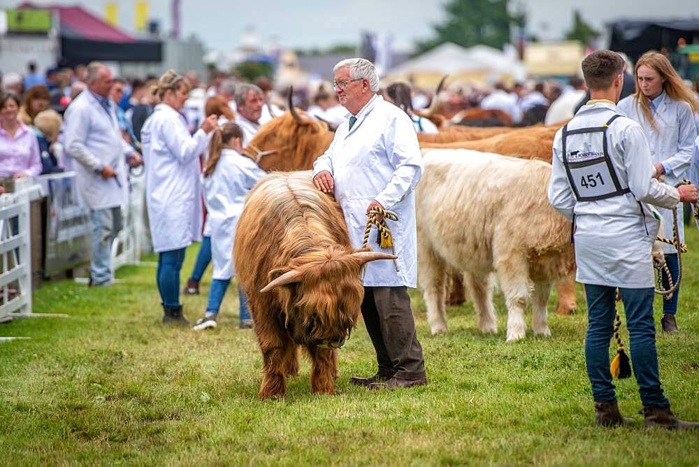 A Scottish Highland cattle participating at the Great Yorkshire Show, Harrogate, Yorkshire, UK